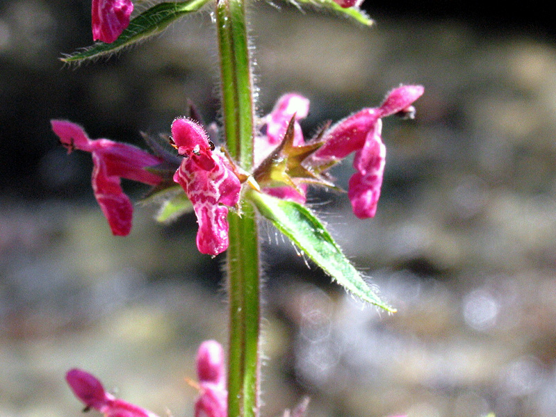 Stachys sylvatica L. /  Stregona dei boschi.